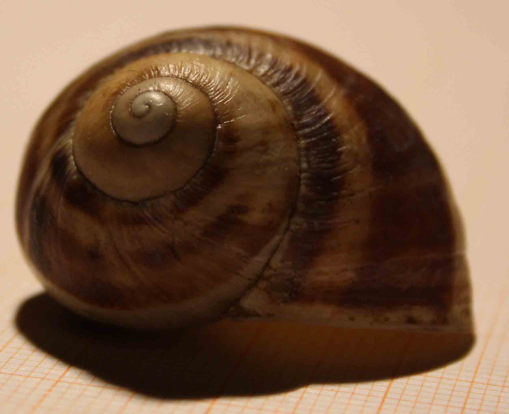 tutti esemplari di cornu aspersum?